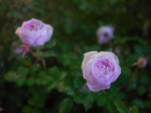 d1f7b678bf36408489160d5e4fbd7829