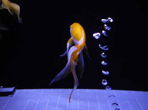 0bcbdcbb7a0d4efab772e918455340fd