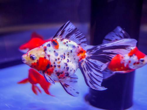 683832e05b184623ac39cf6ec1a3f0b6