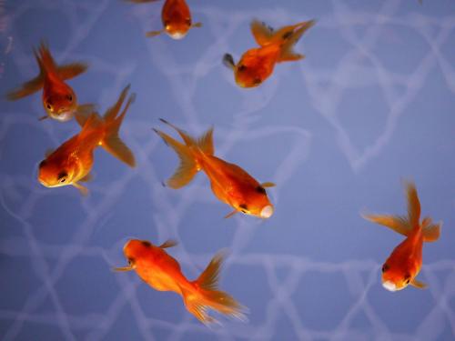 701a5408bb594824ad03f4bee6fa30c8