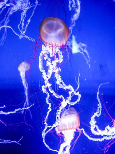 c08c918fd87e43b9a956af17d5065bed